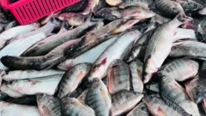 أسعار الأسماك في كفر الشيخ اليوم الجمعة: كيلو البلطي يصل إلى 55 جنيهاً